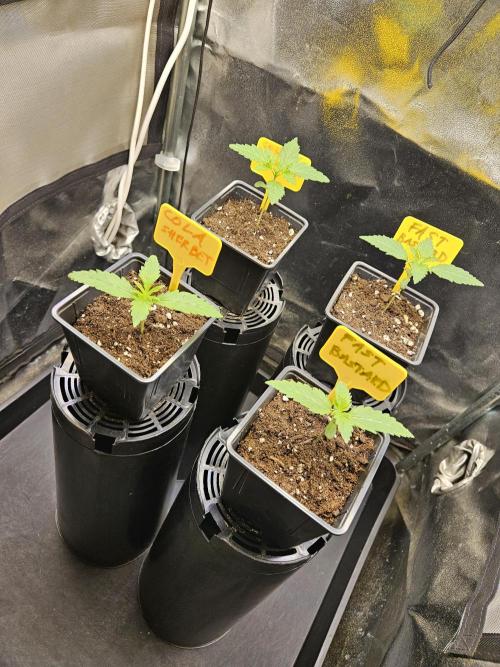 Strawberry Cola Sherbet+Fast Bastard. Week 2