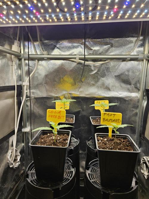 Strawberry Cola Sherbet+Fast Bastard. Week 2