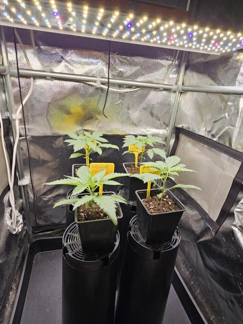 Strawberry Cola Sherbet+Fast Bastard. Week 3