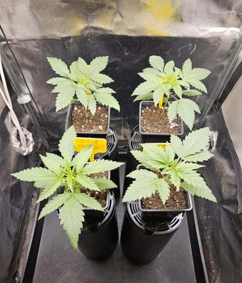 Strawberry Cola Sherbet+Fast Bastard. Week 3