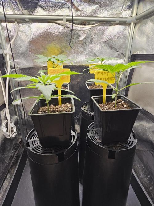 Strawberry Cola Sherbet+Fast Bastard. Week 3