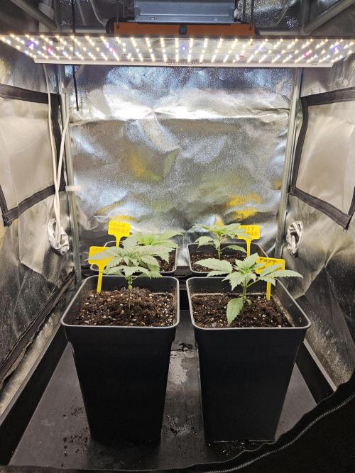 Strawberry Cola Sherbet+Fast Bastard. Week 3