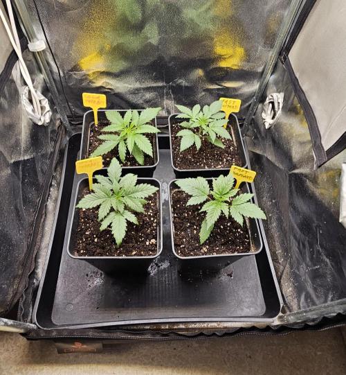 Strawberry Cola Sherbet+Fast Bastard. Week 3