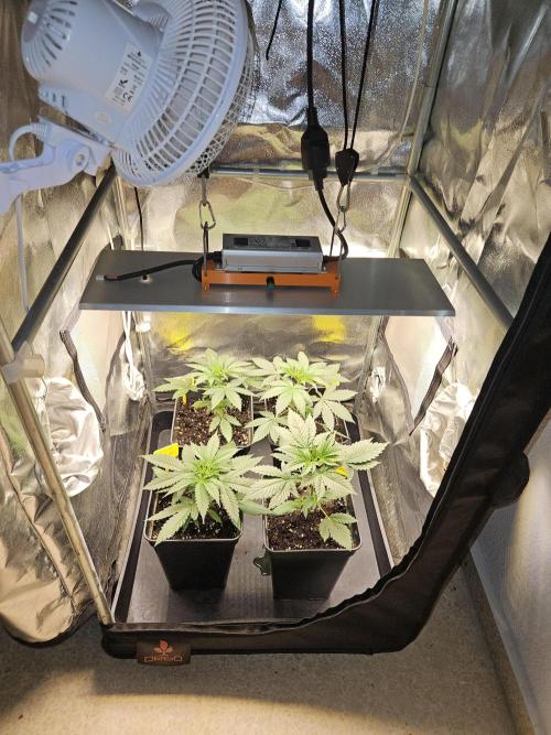 Strawberry Cola Sherbet+Fast Bastard. Week 4