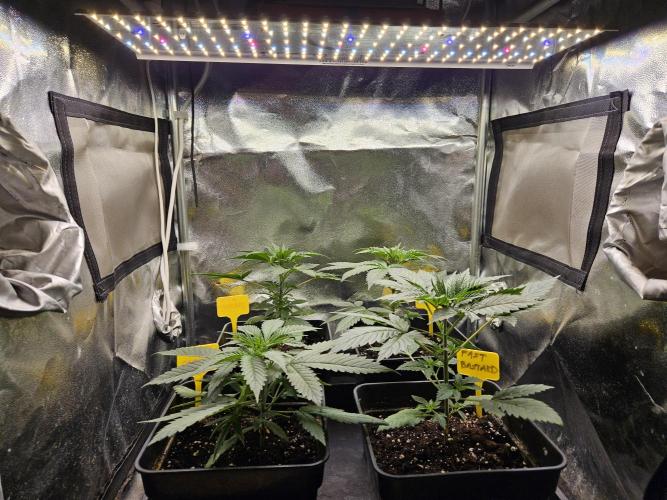 Strawberry Cola Sherbet+Fast Bastard. Week 4