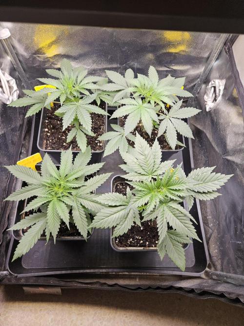Strawberry Cola Sherbet+Fast Bastard. Week 4