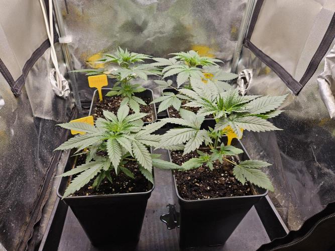Strawberry Cola Sherbet+Fast Bastard. Week 4