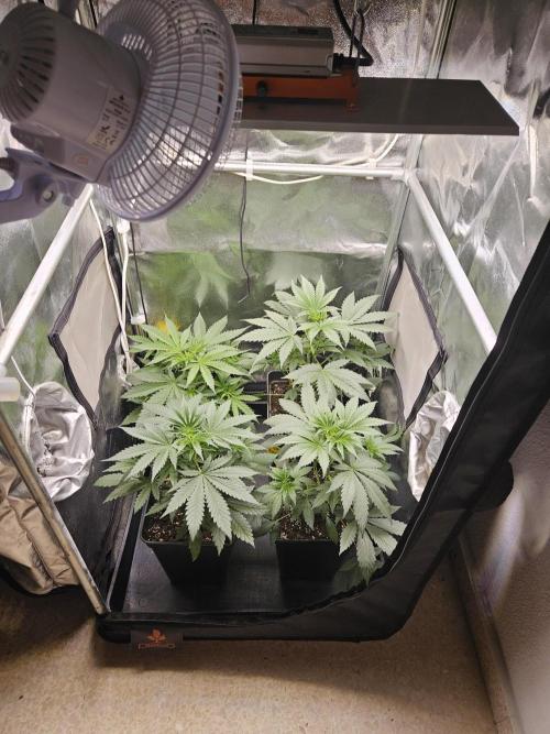 Strawberry Cola Sherbet+Fast Bastard. Week 5