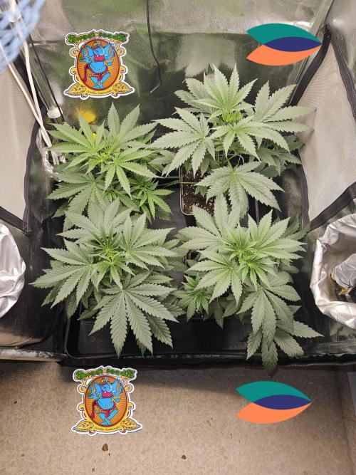 Strawberry Cola Sherbet+Fast Bastard. Week 5