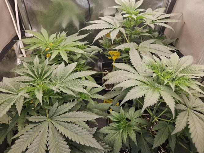 Strawberry Cola Sherbet+Fast Bastard. Week 5