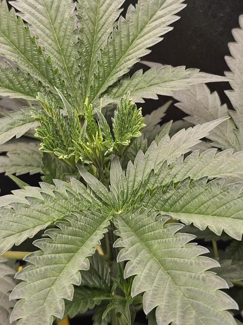 Strawberry Cola Sherbet+Fast Bastard. Week 5