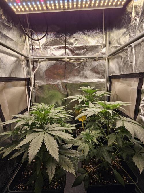 Strawberry Cola Sherbet+Fast Bastard. Week 5
