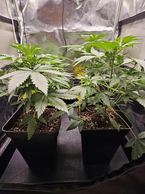 Strawberry Cola Sherbet+Fast Bastard. Week 5