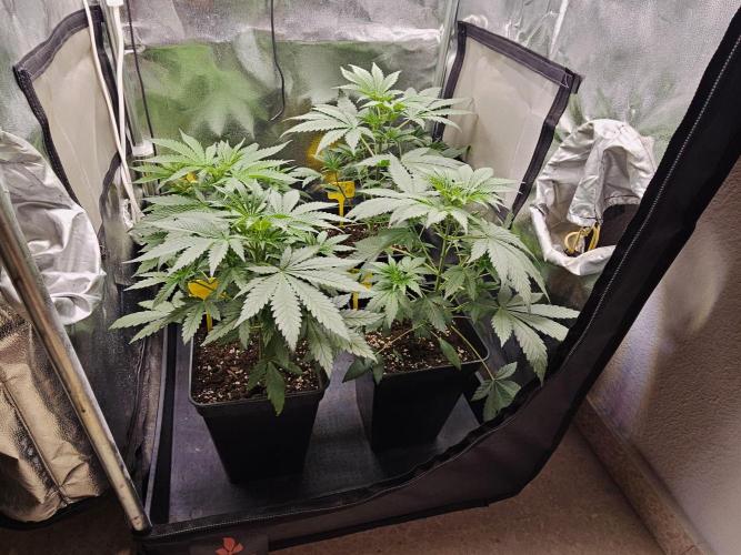 Strawberry Cola Sherbet+Fast Bastard. Week 5