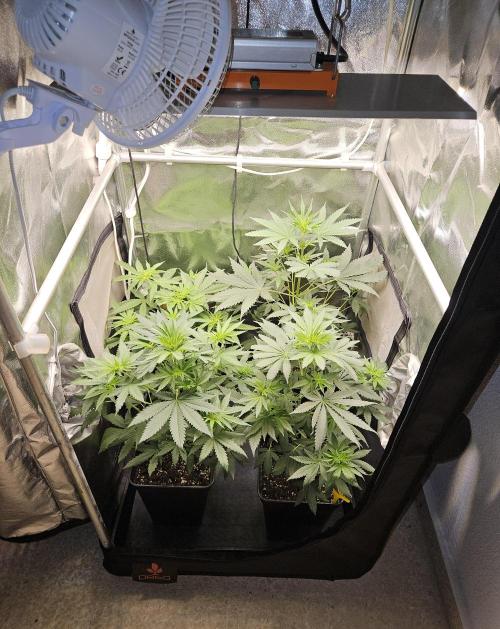 Strawberry Cola Sherbet+Fast Bastard. Week 6