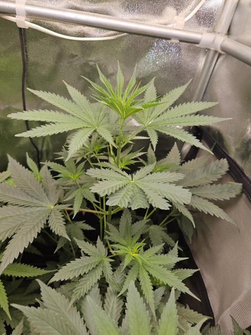 Strawberry Cola Sherbet+Fast Bastard. Week 6