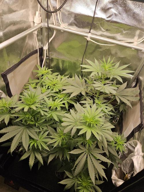 Strawberry Cola Sherbet+Fast Bastard. Week 6