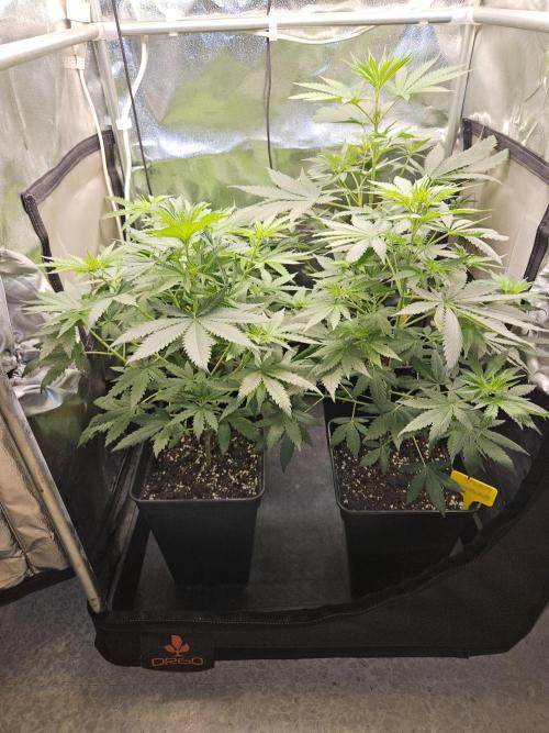 Strawberry Cola Sherbet+Fast Bastard. Week 6