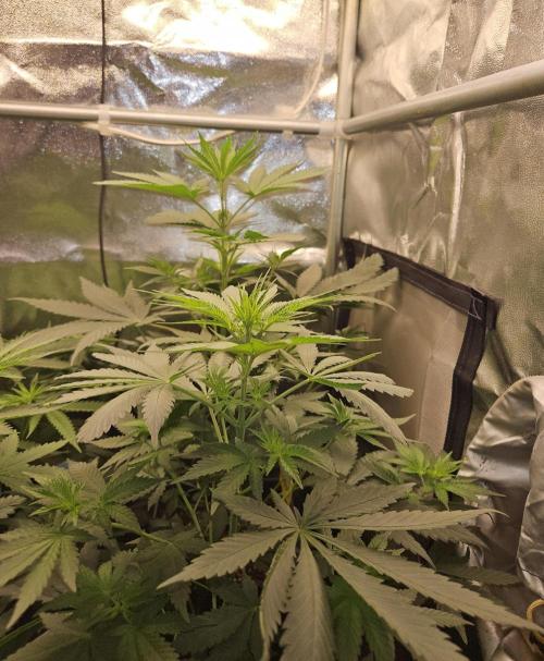 Strawberry Cola Sherbet+Fast Bastard. Week 6