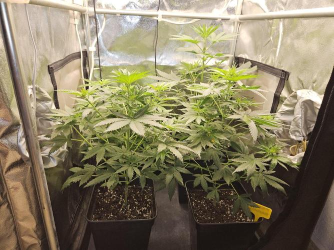 Strawberry Cola Sherbet+Fast Bastard. Week 6