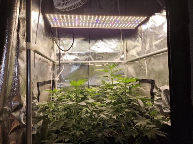 Strawberry Cola Sherbet+Fast Bastard. Week 6