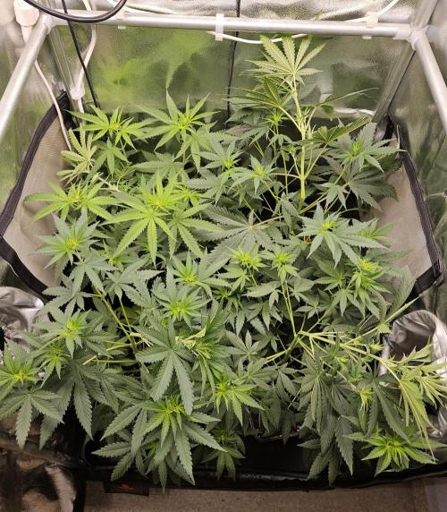 Strawberry Cola Sherbet+Fast Bastard. Week 6 - x