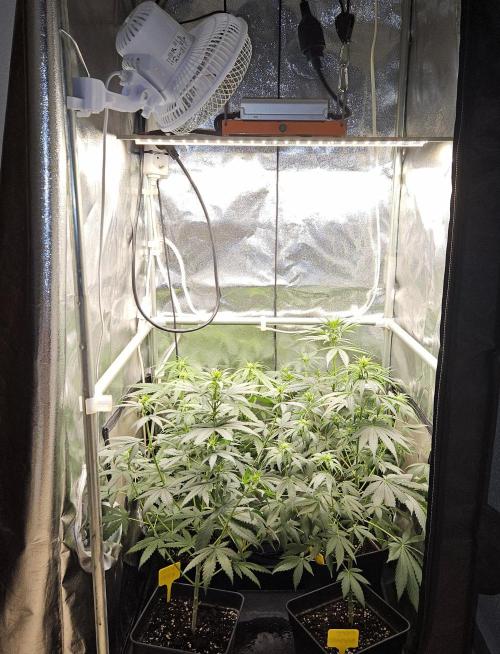 Strawberry Cola Sherbet+Fast Bastard. Week 7