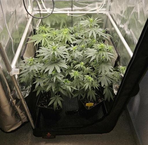 Strawberry Cola Sherbet+Fast Bastard. Week 7