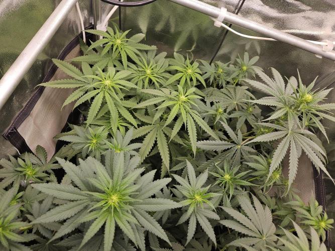 Strawberry Cola Sherbet+Fast Bastard. Week 7
