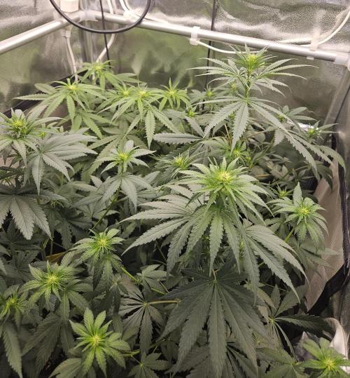 Strawberry Cola Sherbet+Fast Bastard. Week 7