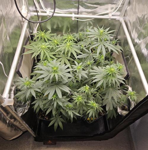 Strawberry Cola Sherbet+Fast Bastard. Week 7