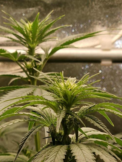 Strawberry Cola Sherbet+Fast Bastard. Week 7