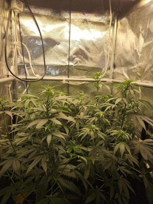 Strawberry Cola Sherbet+Fast Bastard. Week 7