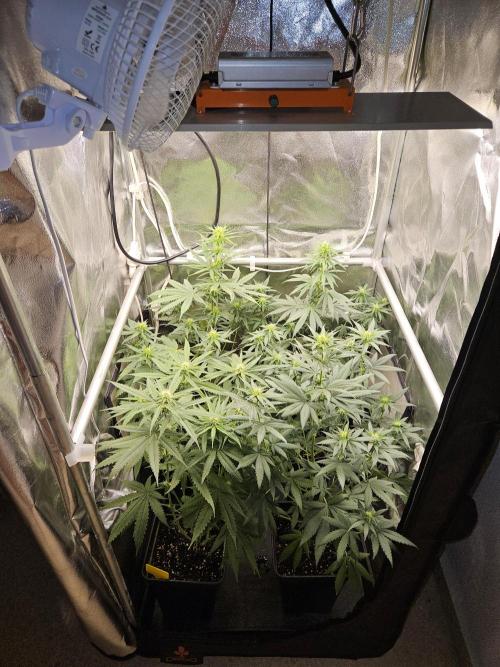 Strawberry Cola Sherbet+Fast Bastard. Week 8