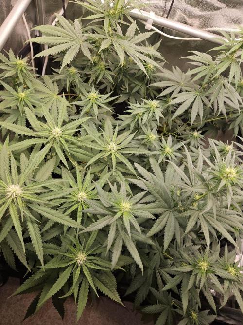 Strawberry Cola Sherbet+Fast Bastard. Week 8