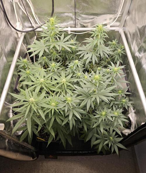 Strawberry Cola Sherbet+Fast Bastard. Week 8