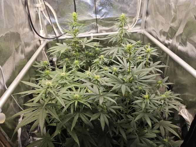 Strawberry Cola Sherbet+Fast Bastard. Week 8