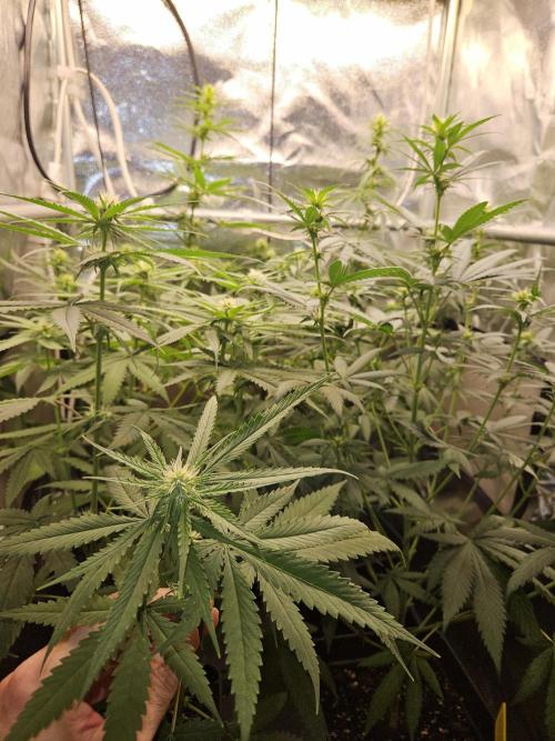 Strawberry Cola Sherbet+Fast Bastard. Week 8