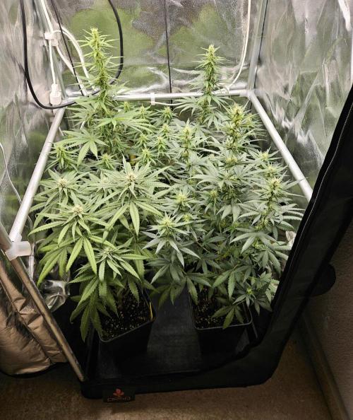 Strawberry Cola Sherbet+Fast Bastard. Week 9