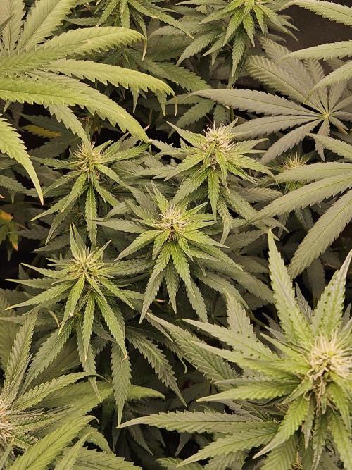 Strawberry Cola Sherbet+Fast Bastard. Week 9