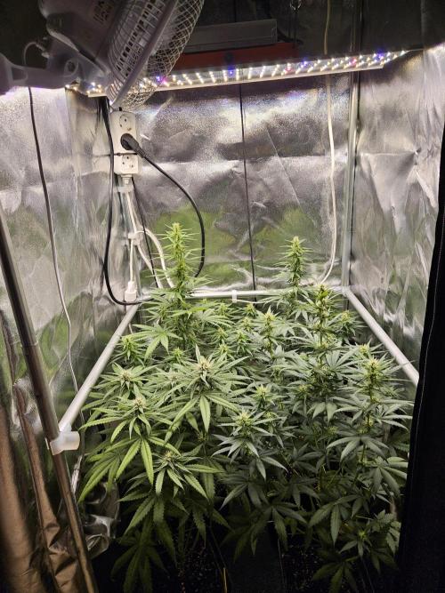 Strawberry Cola Sherbet+Fast Bastard. Week 9