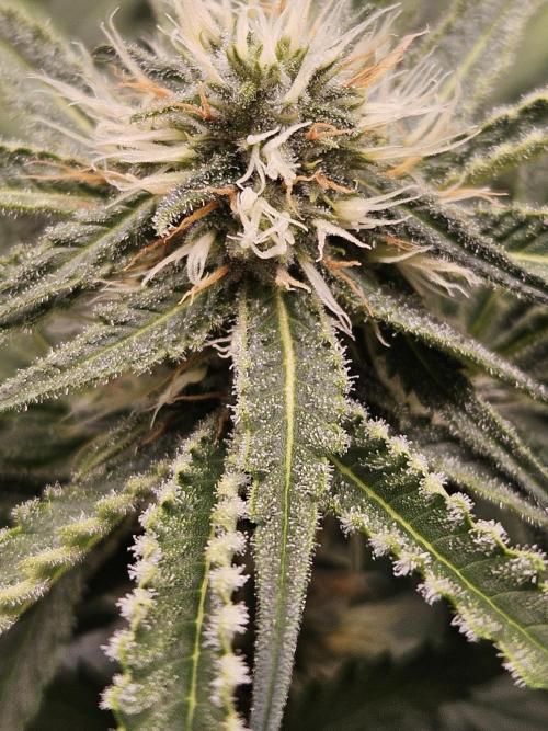 Strawberry Cola Sherbet+Fast Bastard. Week 9