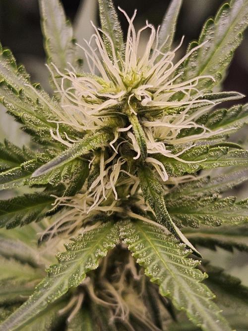Strawberry Cola Sherbet+Fast Bastard. Week 9