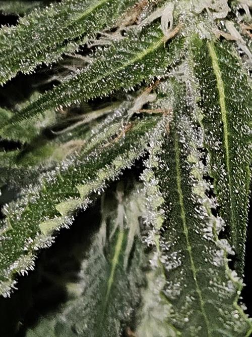 Strawberry Cola Sherbet+Fast Bastard. Week 9 - Strawberry Cola Sherbet