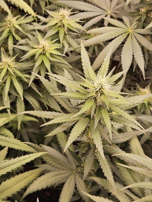 Strawberry Cola Sherbet+Fast Bastard. Week 9