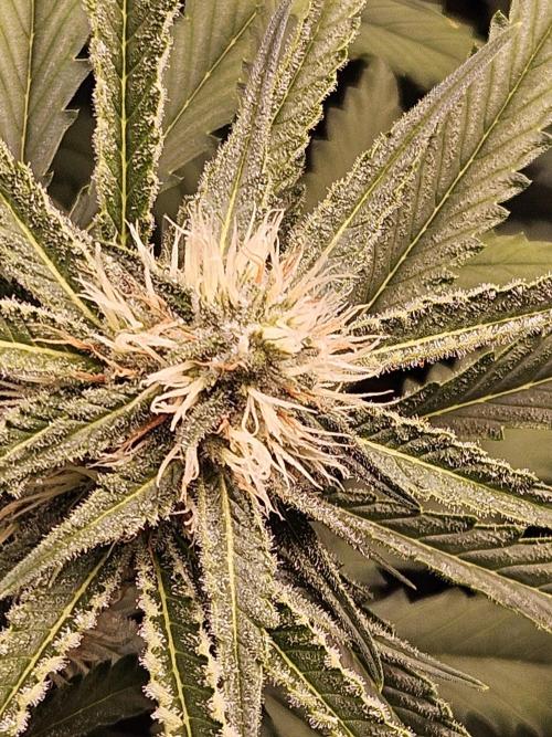 Strawberry Cola Sherbet+Fast Bastard. Week 9