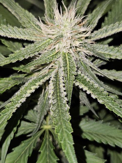Strawberry Cola Sherbet+Fast Bastard. Week 9 - Strawberry Cola Sherbet