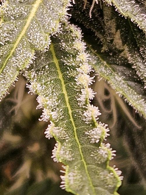Strawberry Cola Sherbet+Fast Bastard. Week 9 - Strawberry Cola Sherbet