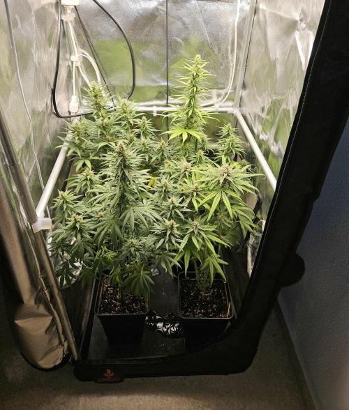Strawberry Cola Sherbet+Fast Bastard. Week 10