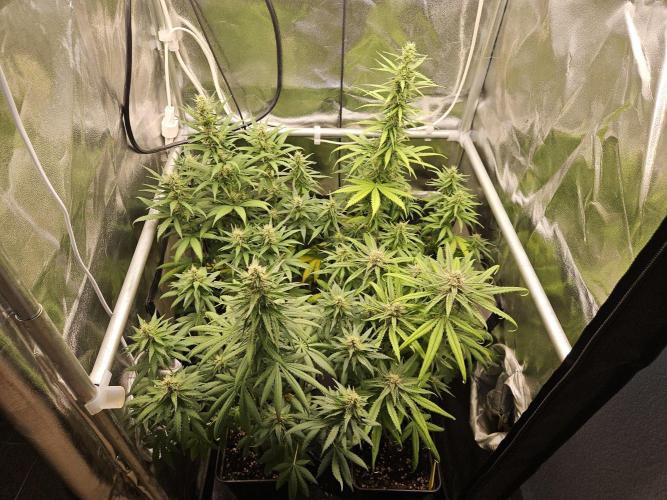 Strawberry Cola Sherbet+Fast Bastard. Week 10